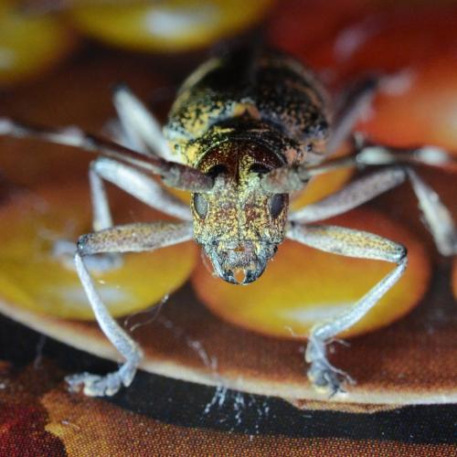 Réf. 307 032 : Monochamus galloprovincialis